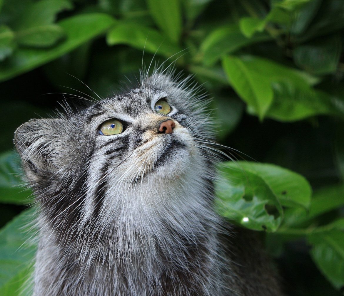 pallascat
