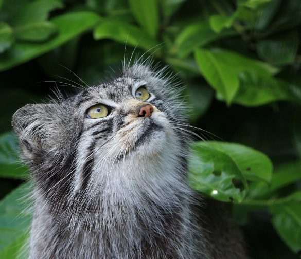 pallascat